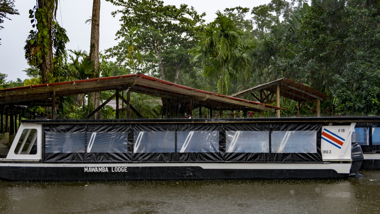 20171230 005   Tortuguero National Park, Puerto Limon, Limon, Costa Rica
